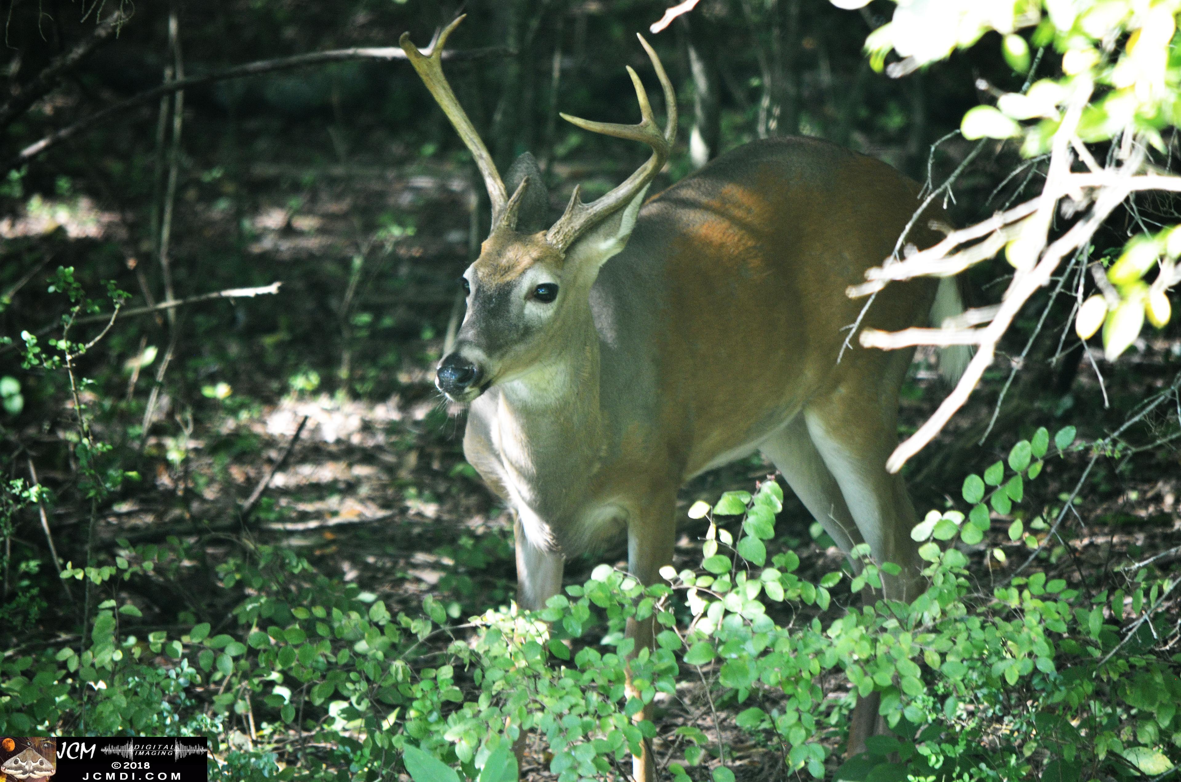 A Buck in the Woods at Old Hickory Lake TN